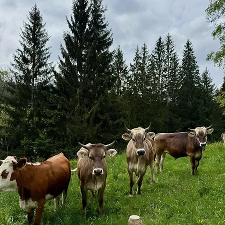 Alpe Sonnenruh